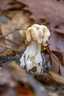 Fodros papsapkagomba (Helvella crispa), Pilis